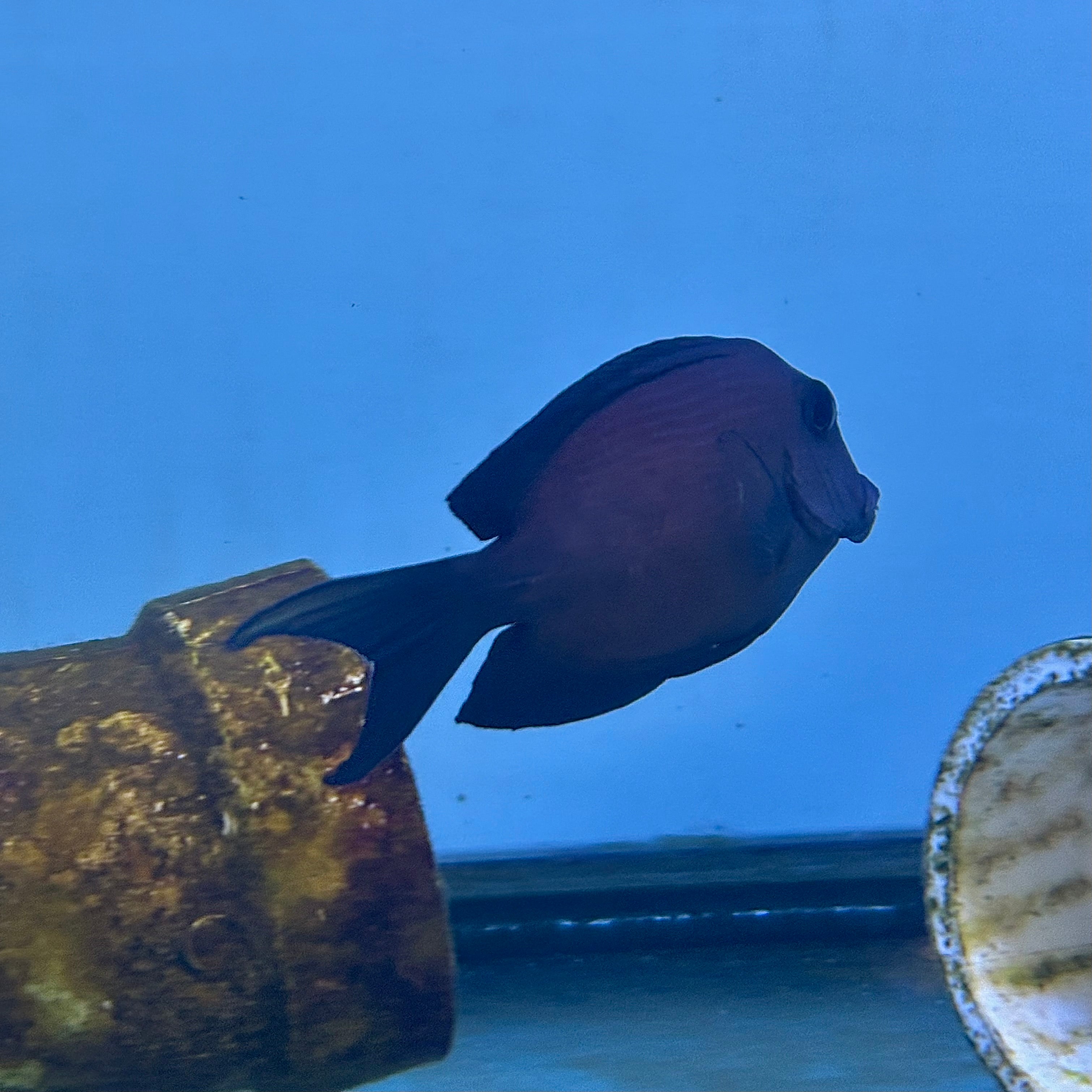Two Spot Bristletooth Tang