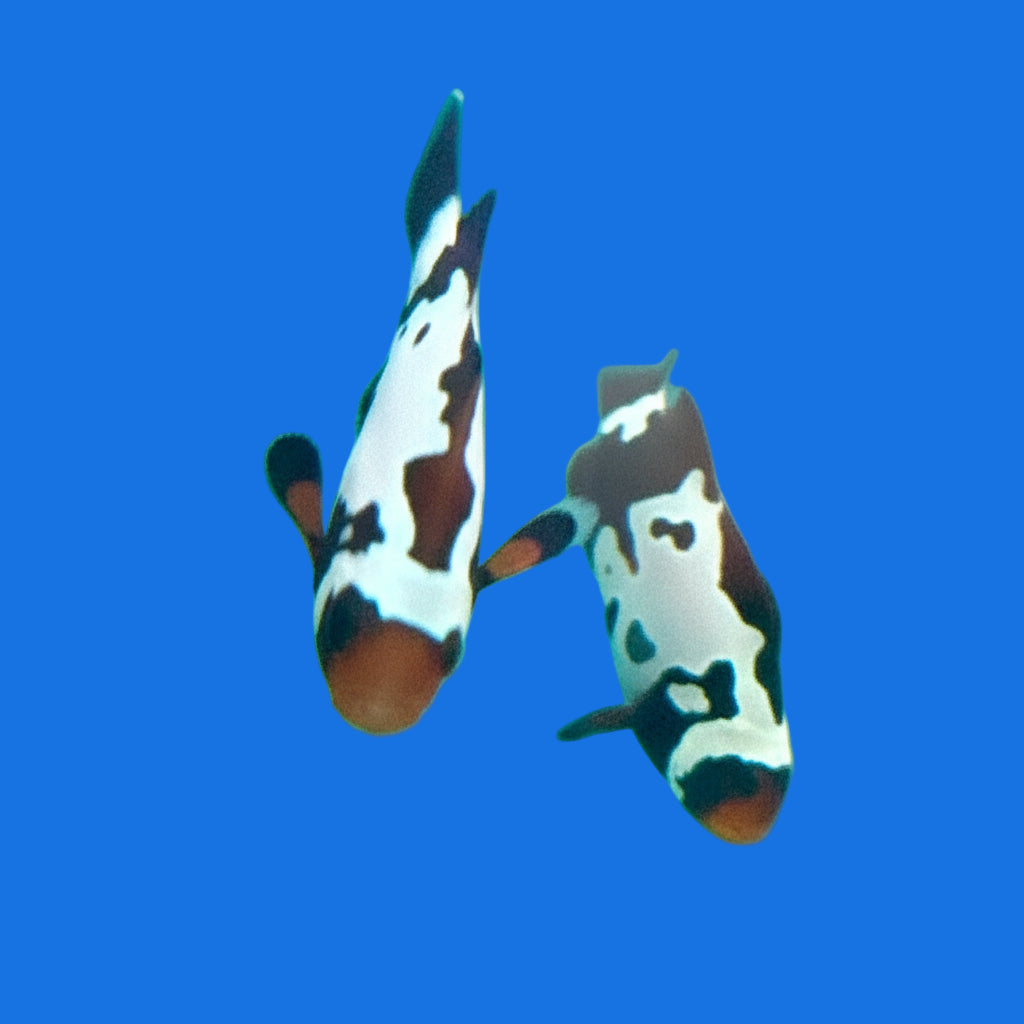 Blacker Ice Clown – Reef eScape