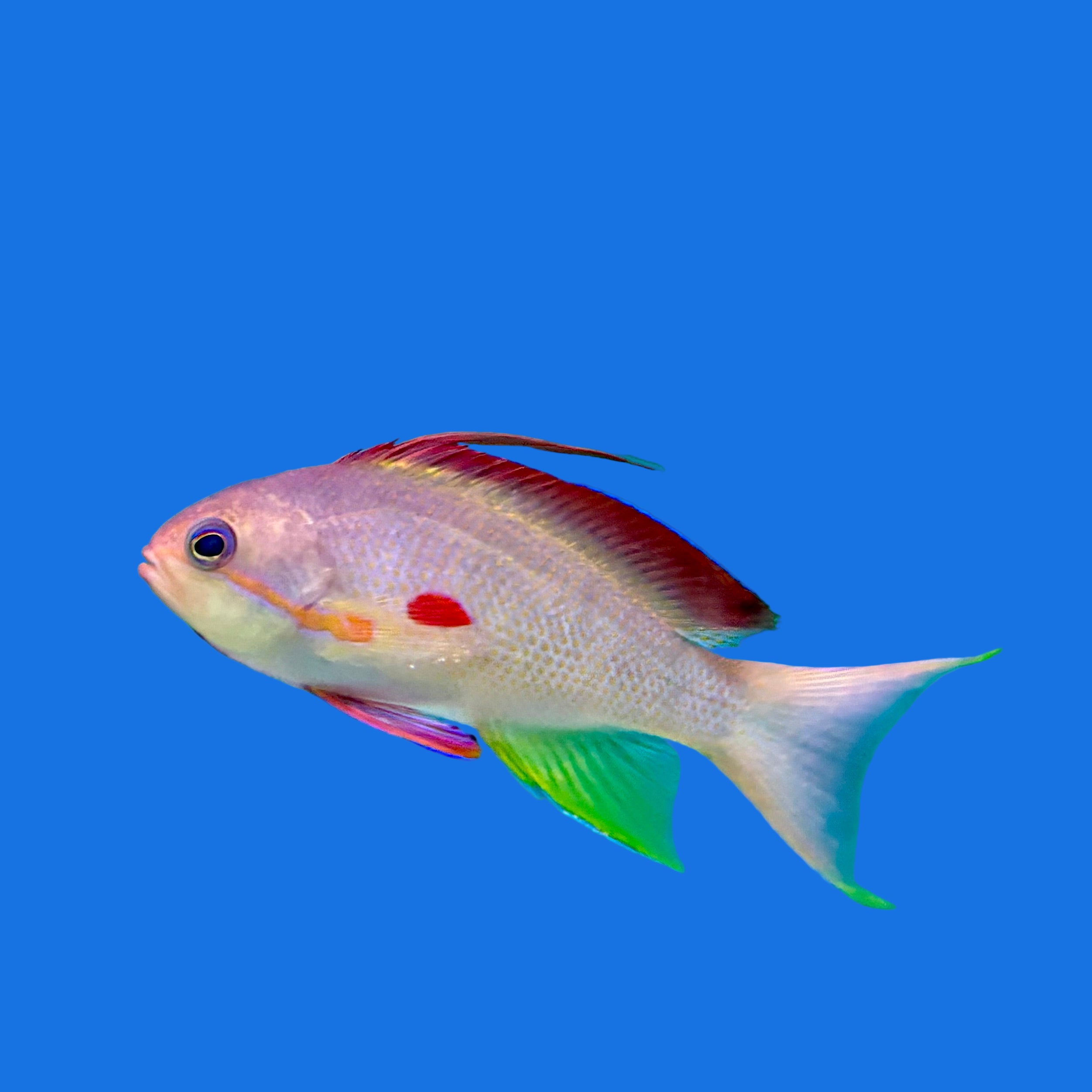 Dispar Anthias