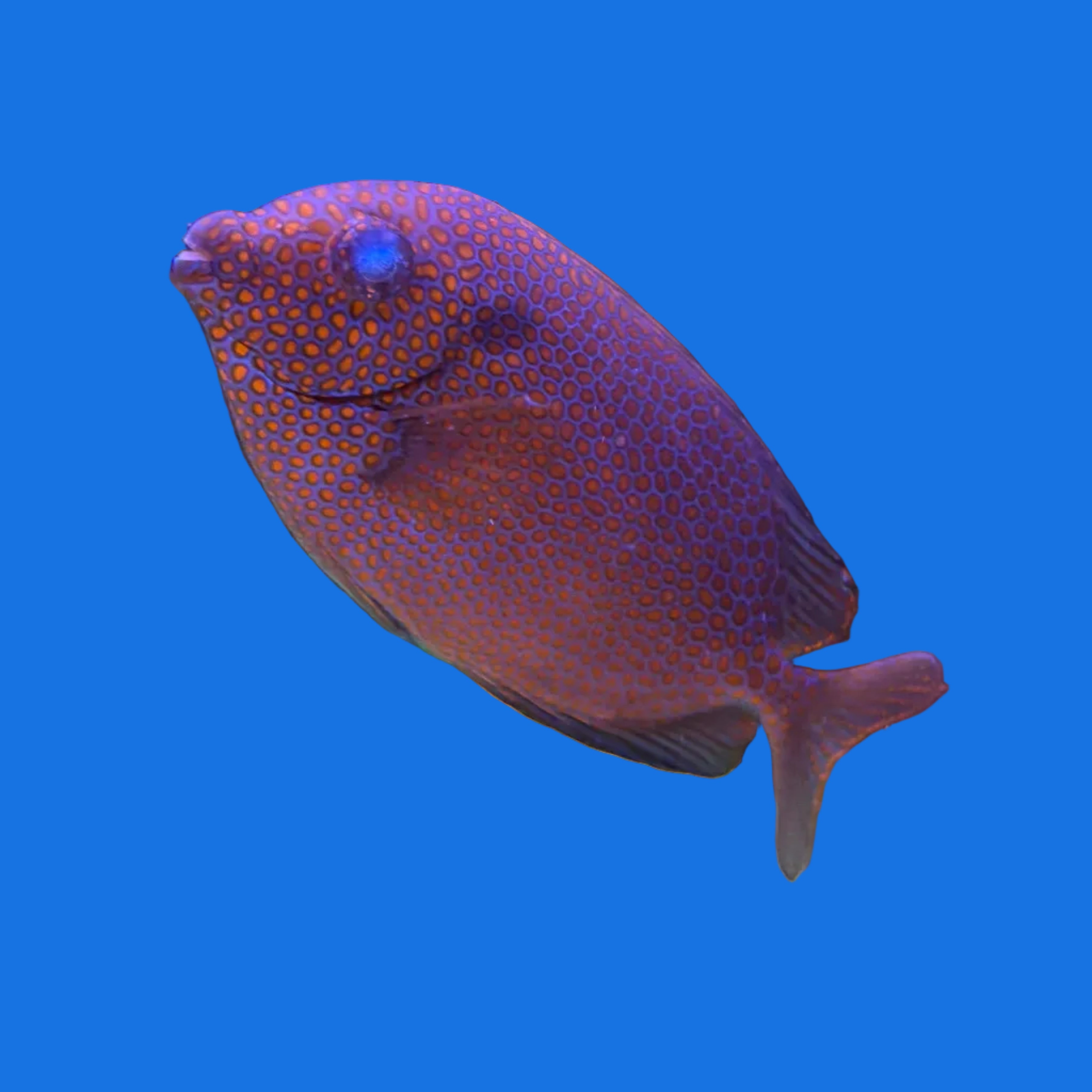 Rabbitfish – Reef eScape