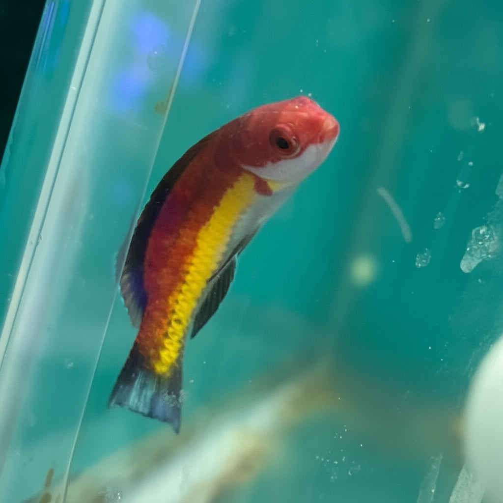 Naoko Sharkfin Fairy Wrasse - M