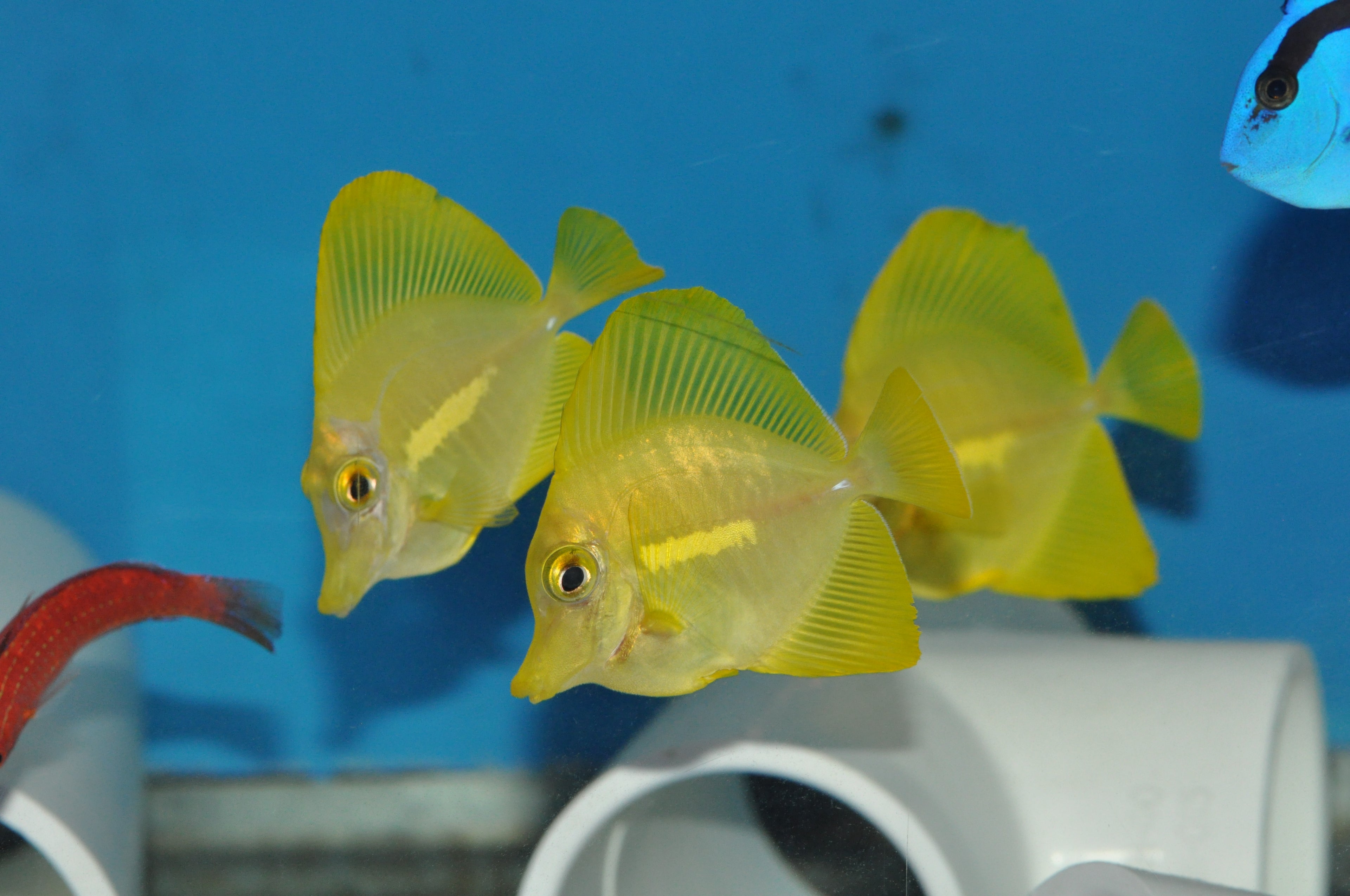 Tang Yellow- Captive - Small