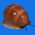 Deer Cowrie Juvenile