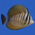 Desjardine Sailfin Tang- LG