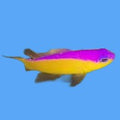 Diadem Dottyback