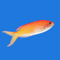 Dispar Anthias