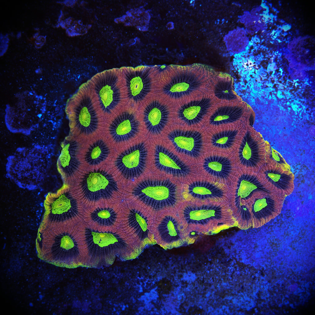 WYSIWYG - Dragon Soul Favia Colony - REAW63