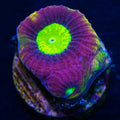 WWC Dragon Soul Prism Goniastrea