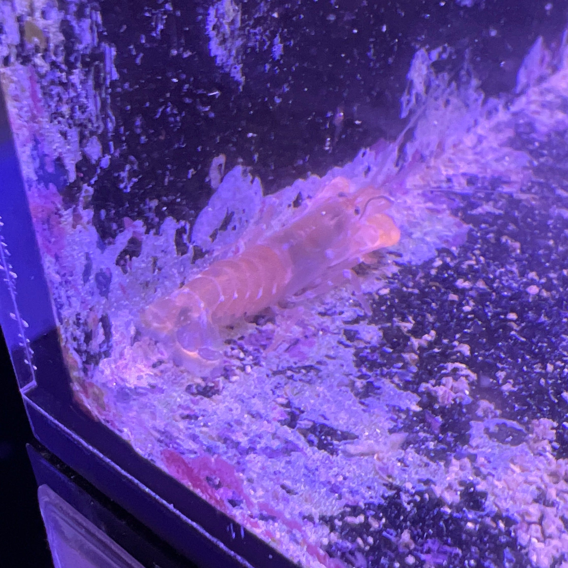 Candy Stripe Pistol Shrimp