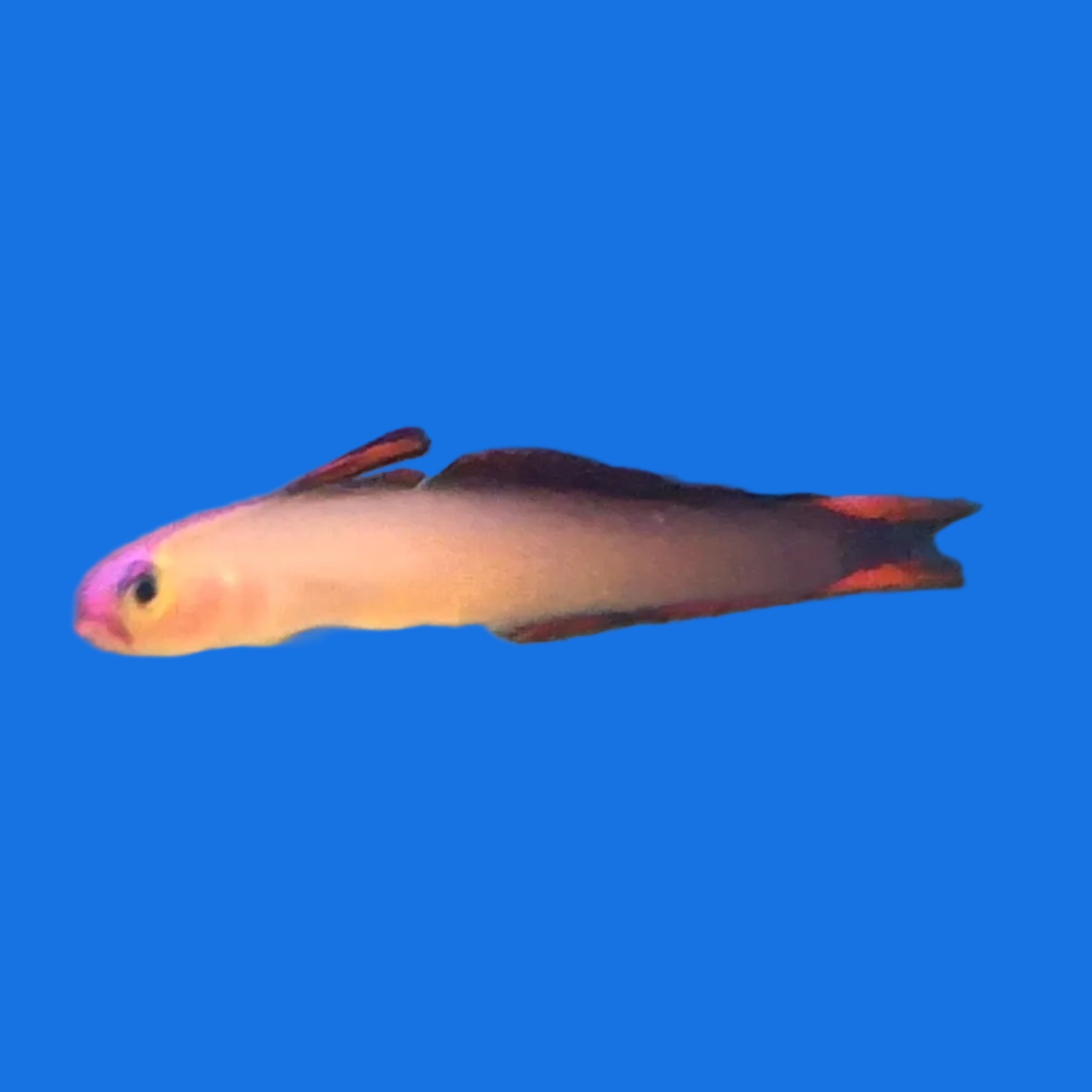 Purple Firefish