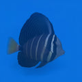 Sailfin Tang - Lg.