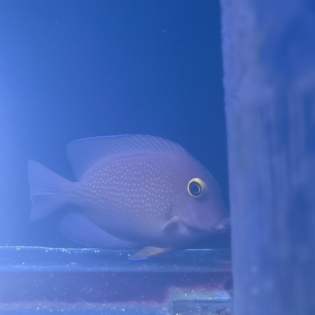 Gold Ring Bristletooth Tang (M)