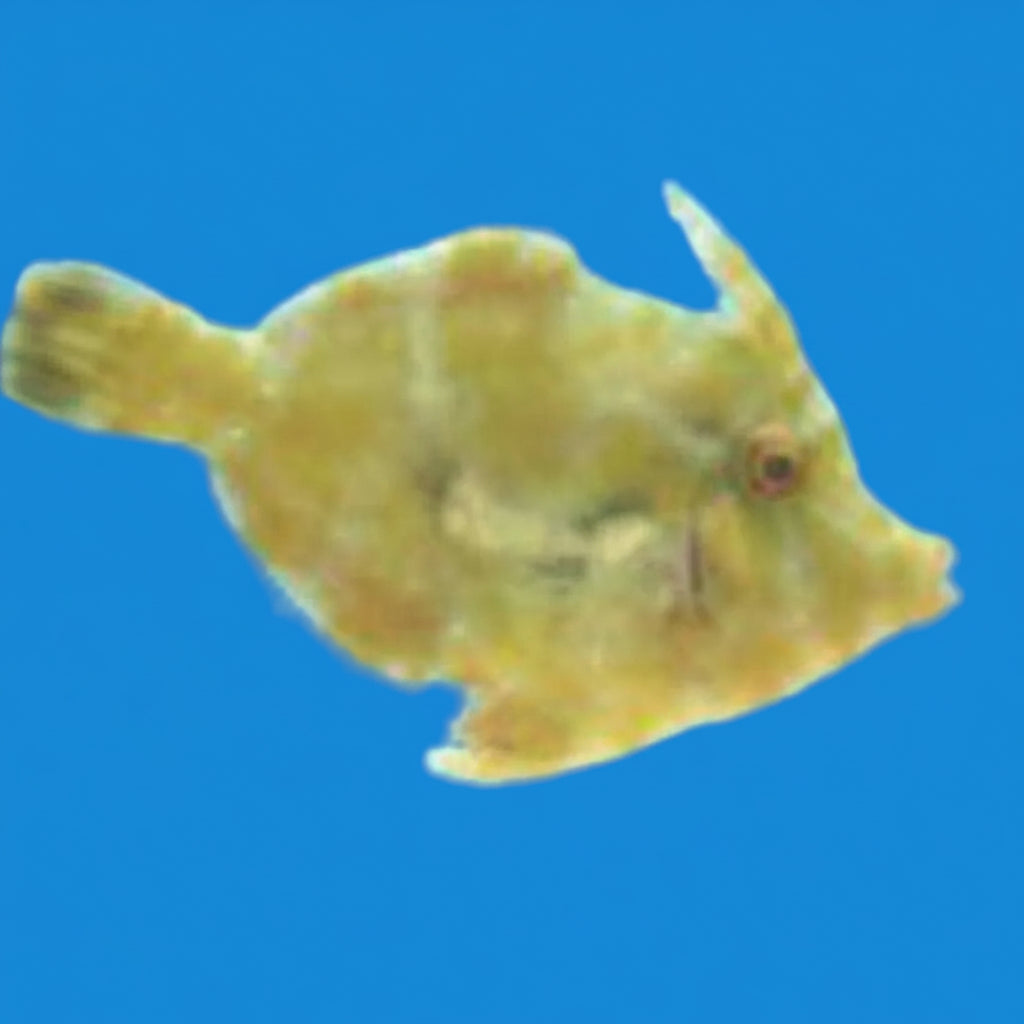 Green Filefish