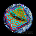 ECC Aquaman Montipora