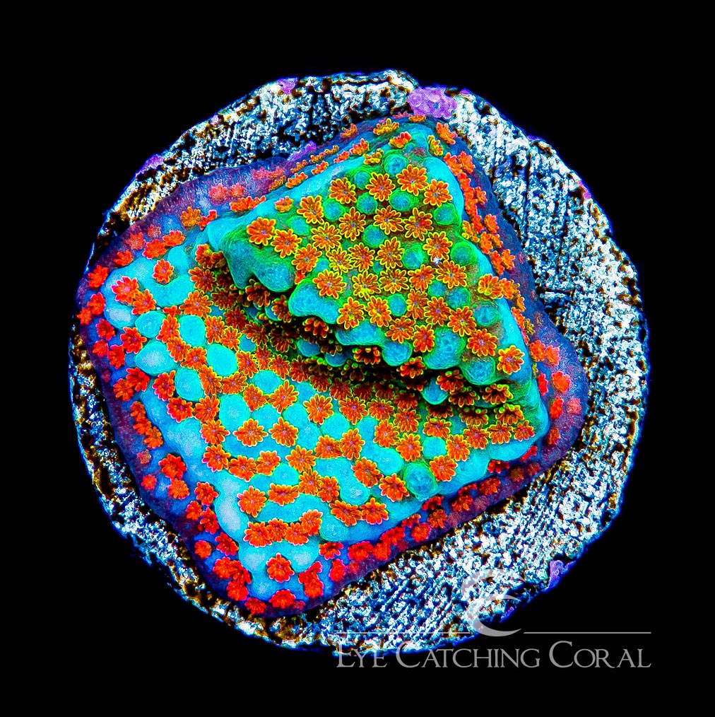 ECC Aquaman Montipora