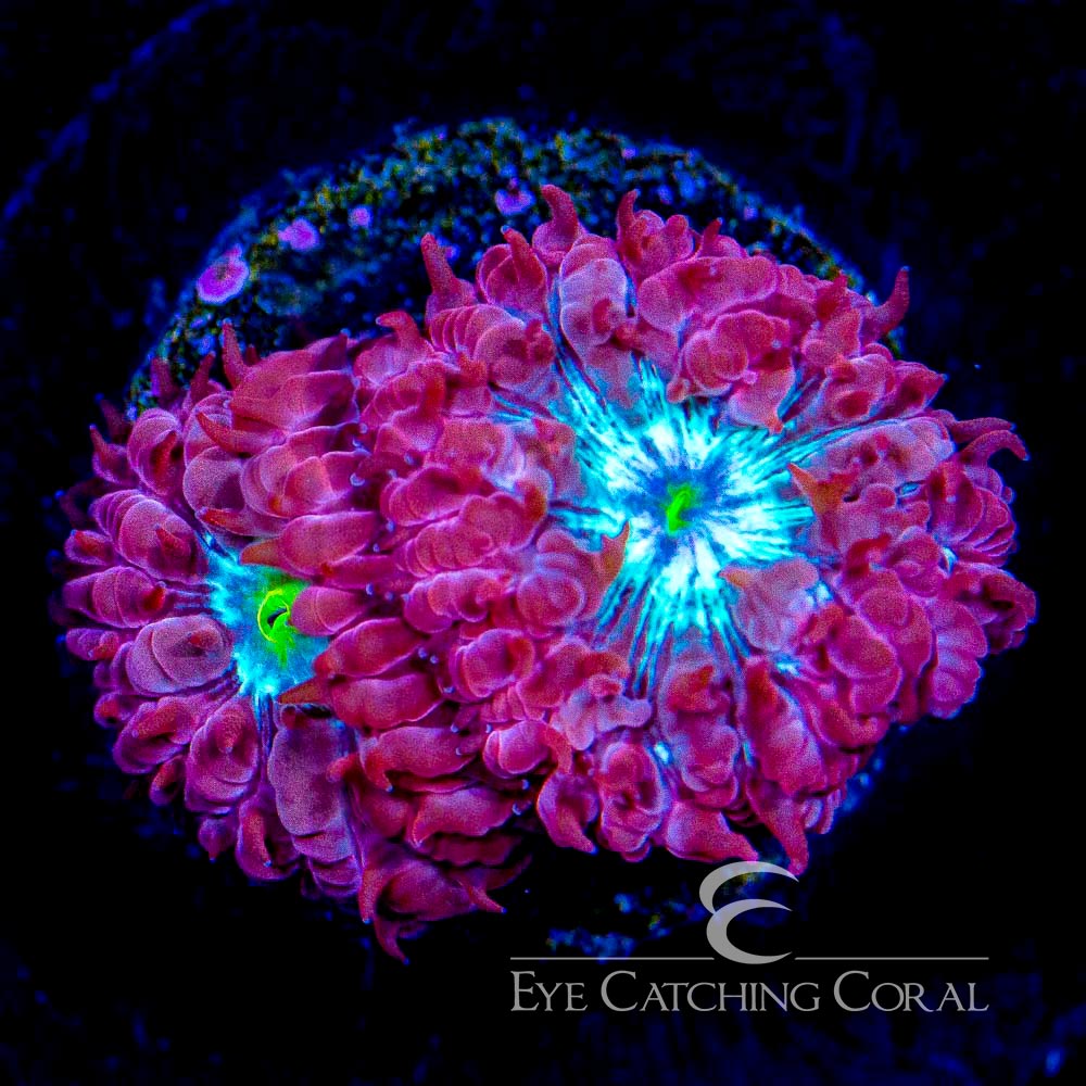 ECC Arc Reactor Blastomussa Merletti