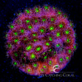 ECC Bling Bling Cyphastrea