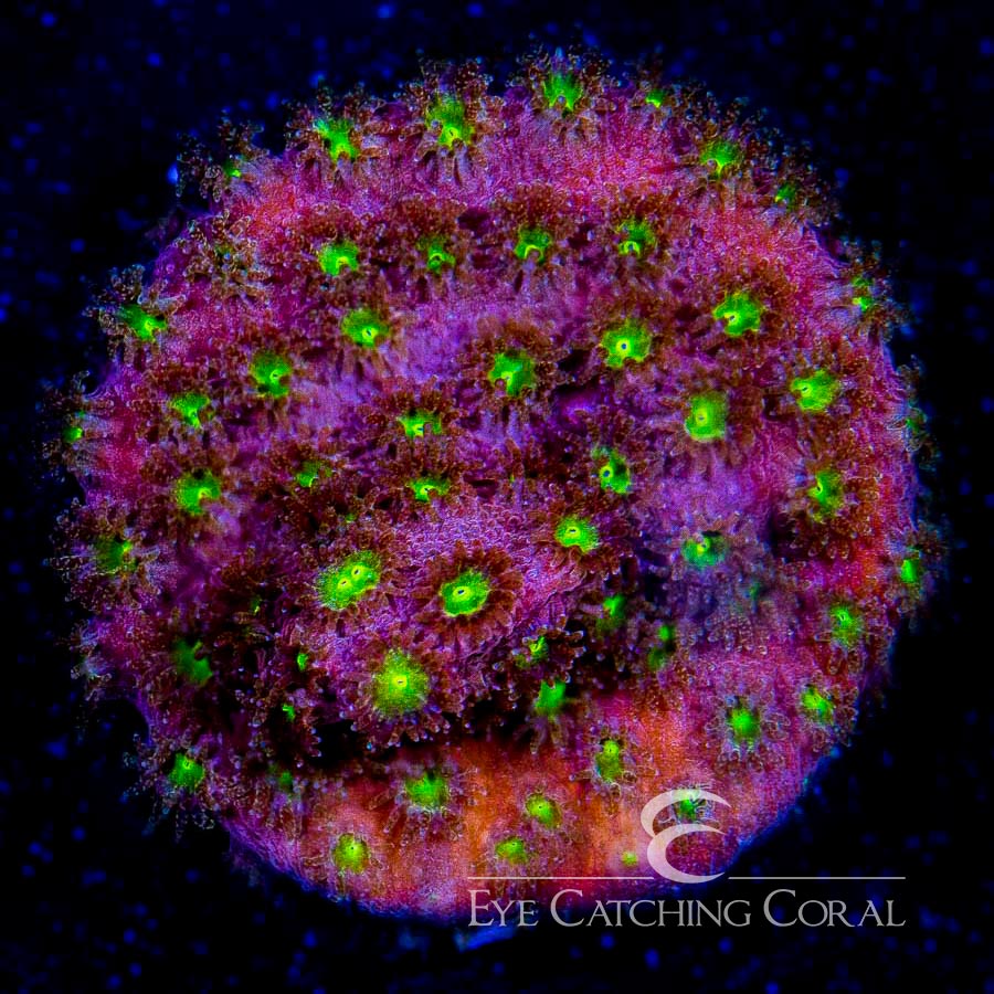 ECC Bling Bling Cyphastrea