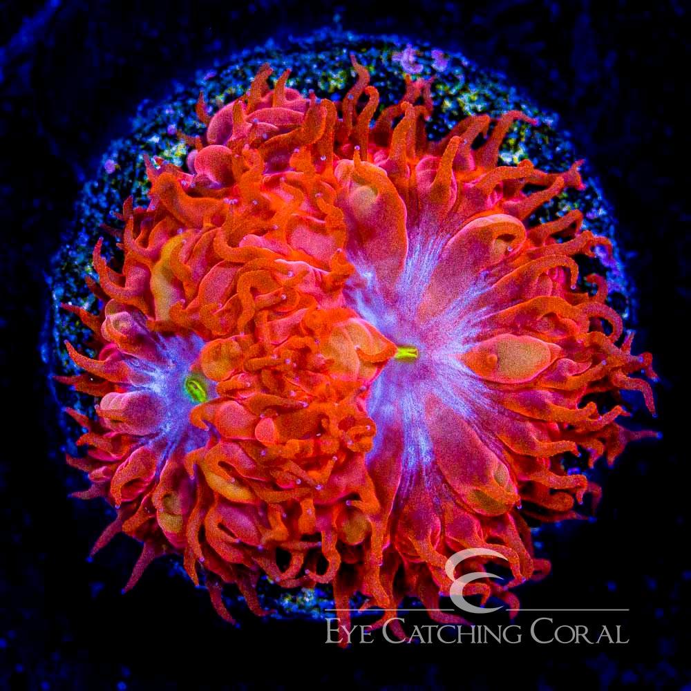 ECC Blue Raven Blastomussa Merletti