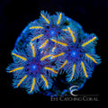 ECC Candy Corn Clove Polyp