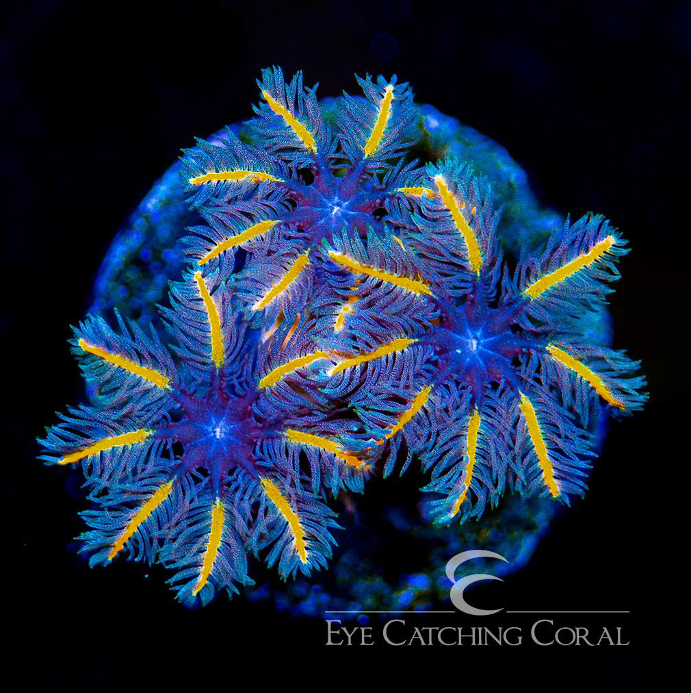 ECC Candy Corn Clove Polyp
