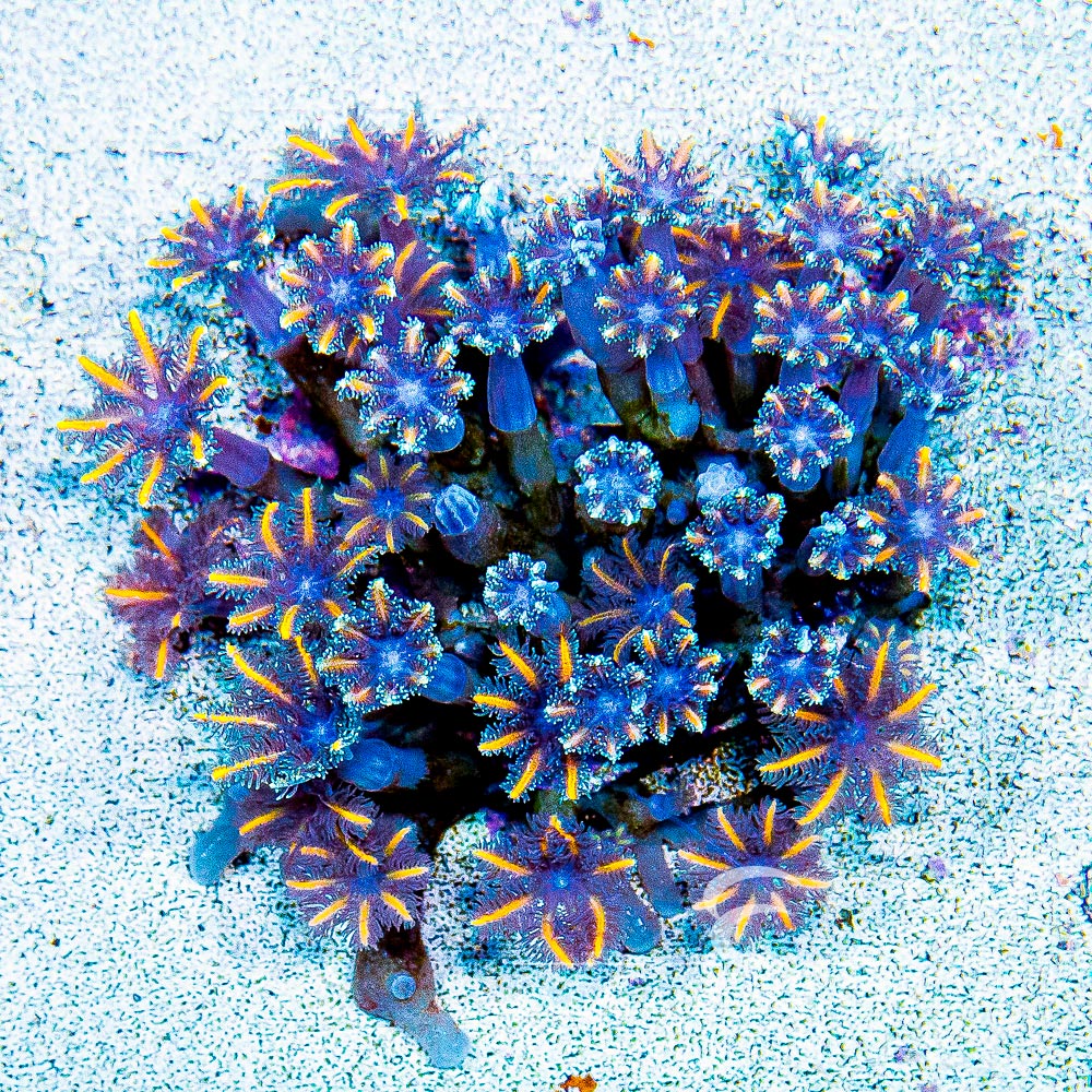 ECC Candy Corn Clove Polyp
