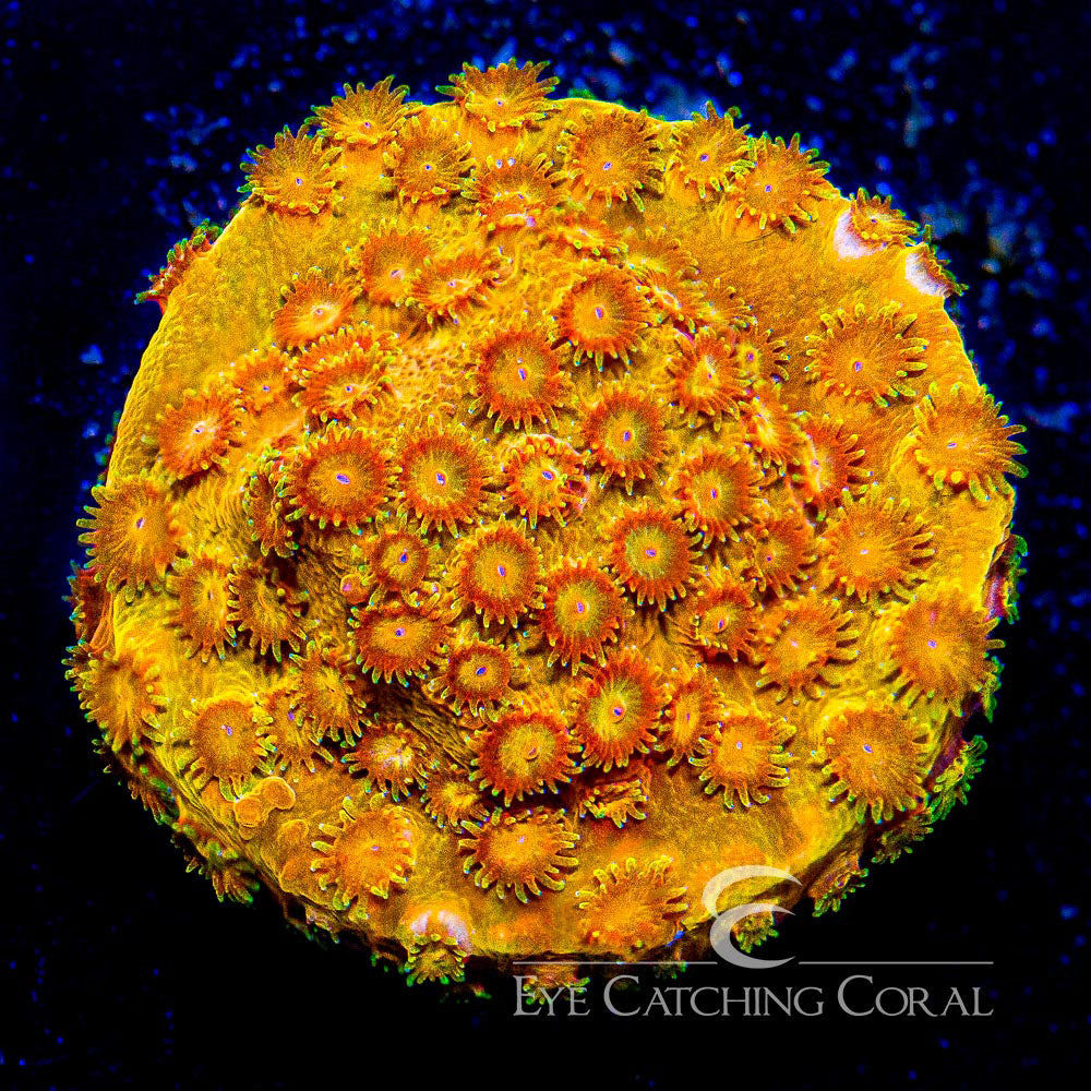 ECC Citrus Burst Cyphastrea