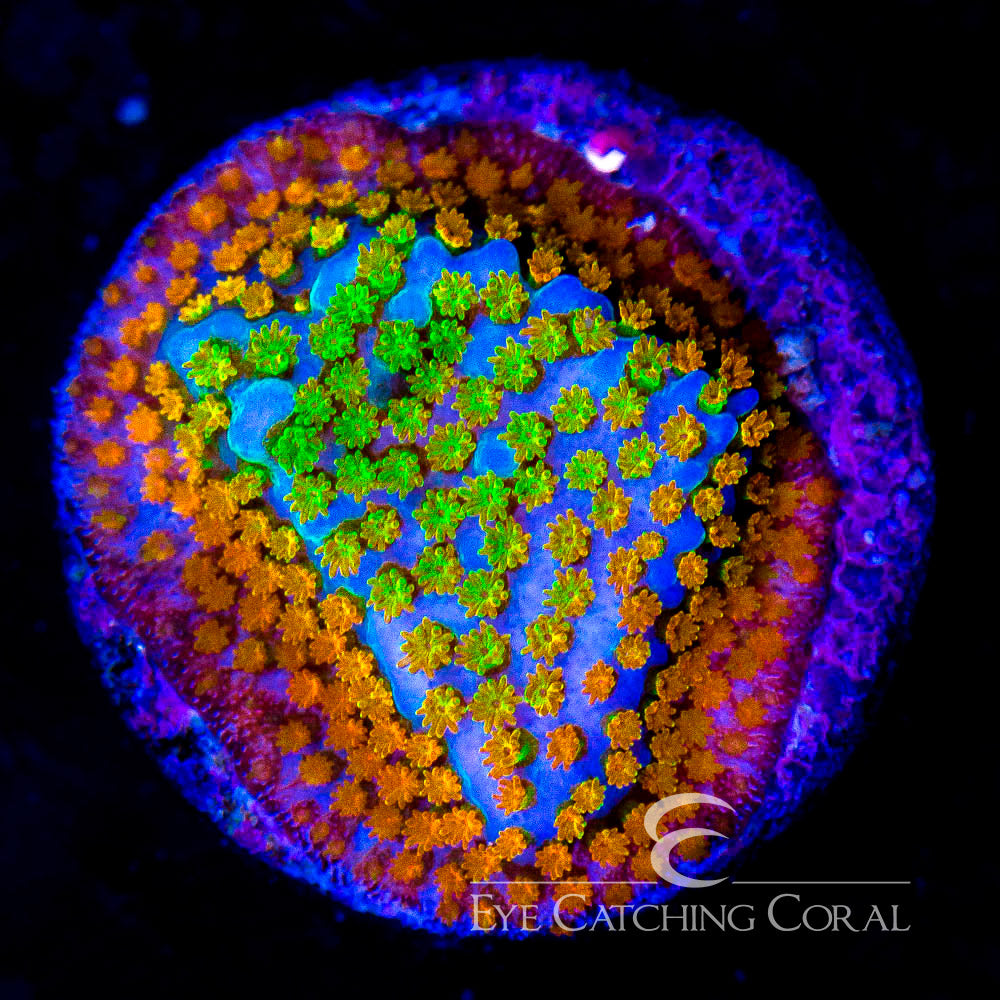 ECC Confused Rainbow Montipora