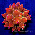 ECC Doug's Red Bubble Tip Anemone