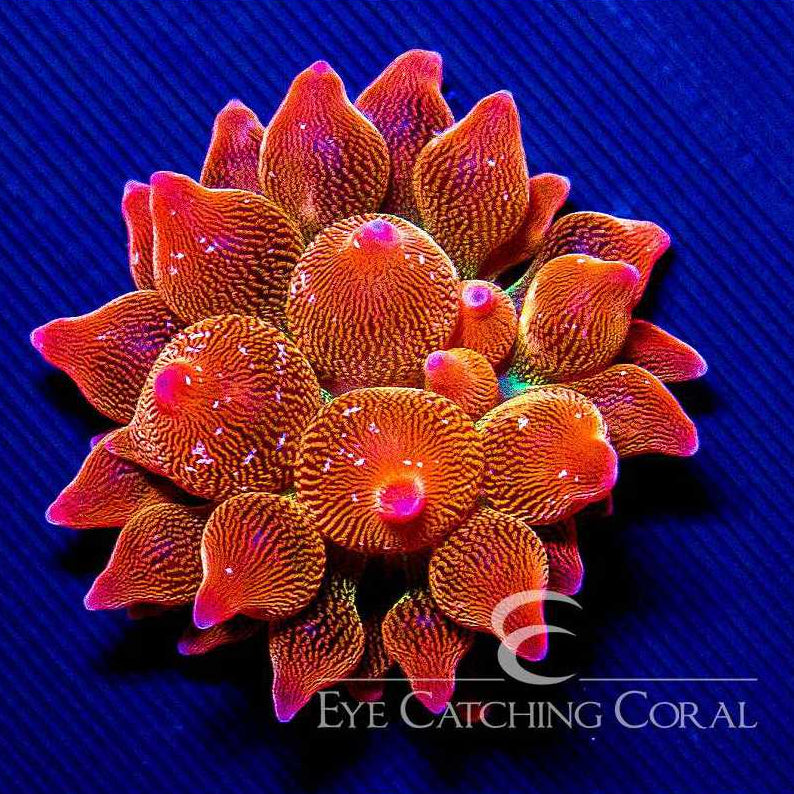 ECC Doug's Red Bubble Tip Anemone