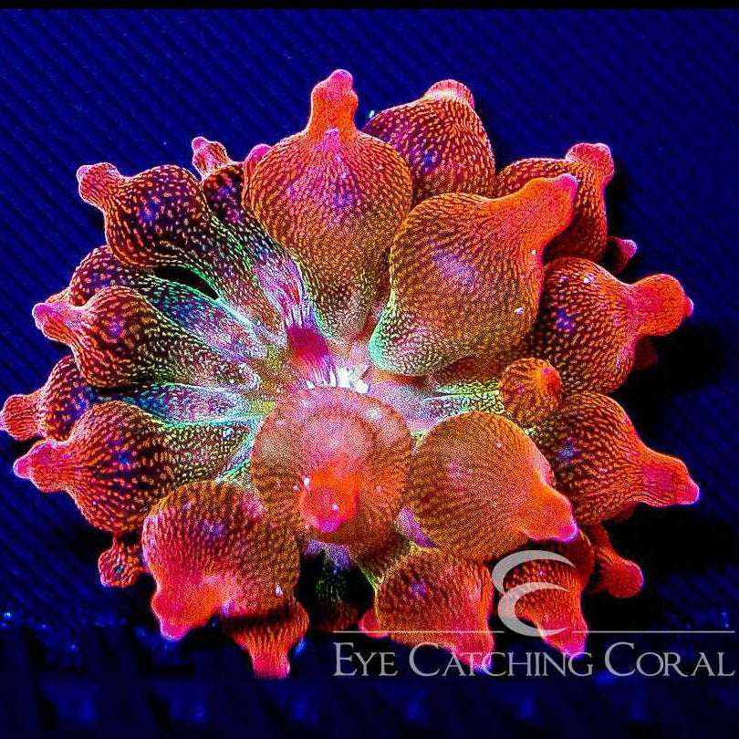ECC Doug's Red Bubble Tip Anemone