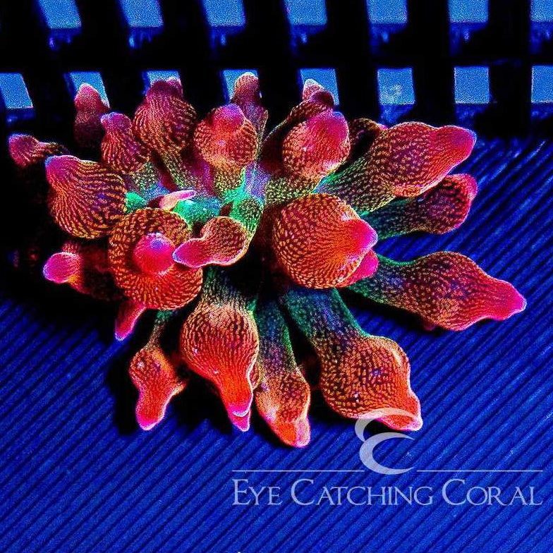 ECC Doug's Red Bubble Tip Anemone