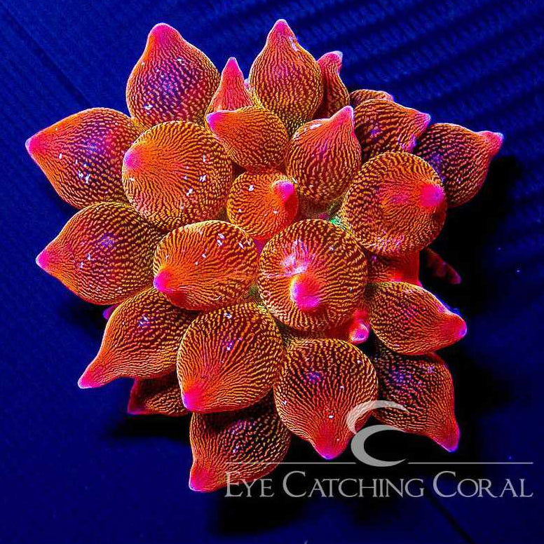 ECC Doug's Red Bubble Tip Anemone