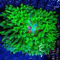 ECC Green Bubble Tip Anemone
