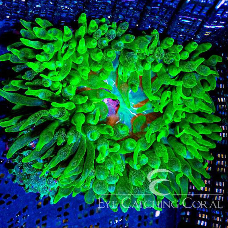 ECC Green Bubble Tip Anemone