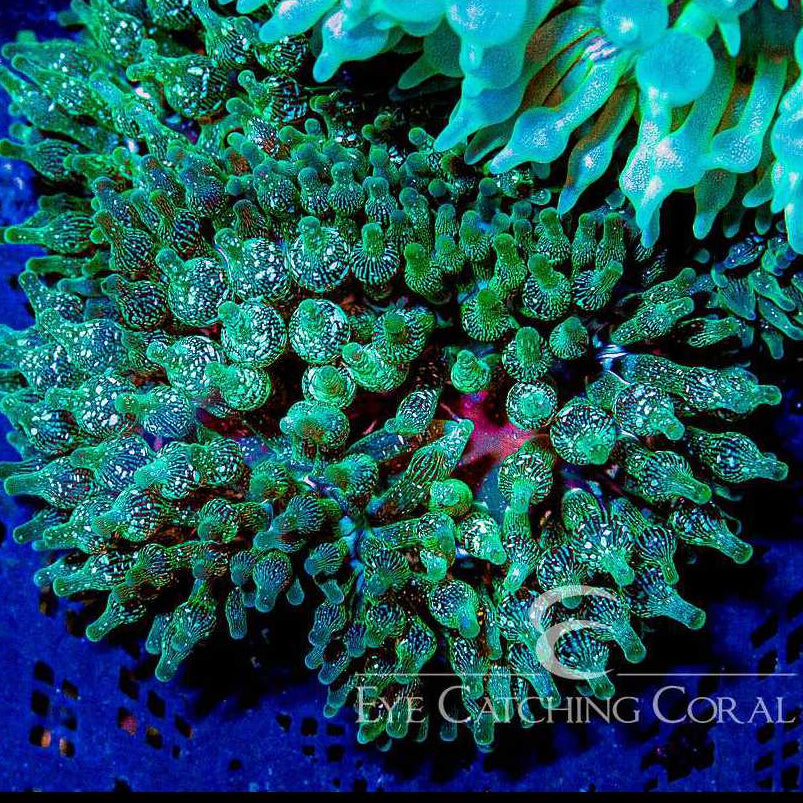 ECC Green Bubble Tip Anemone