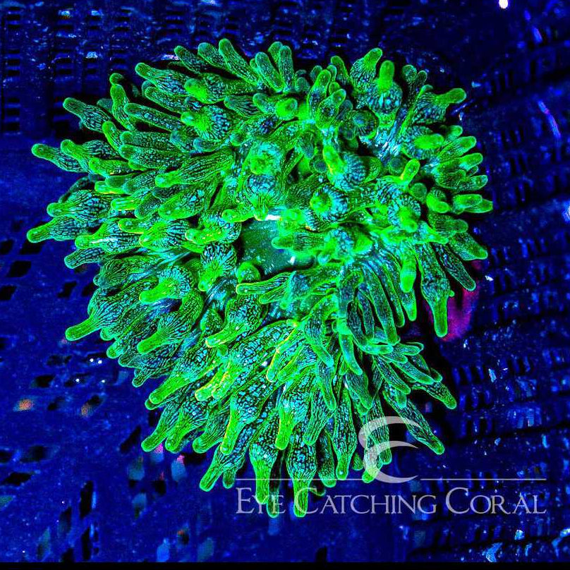 ECC Green Bubble Tip Anemone
