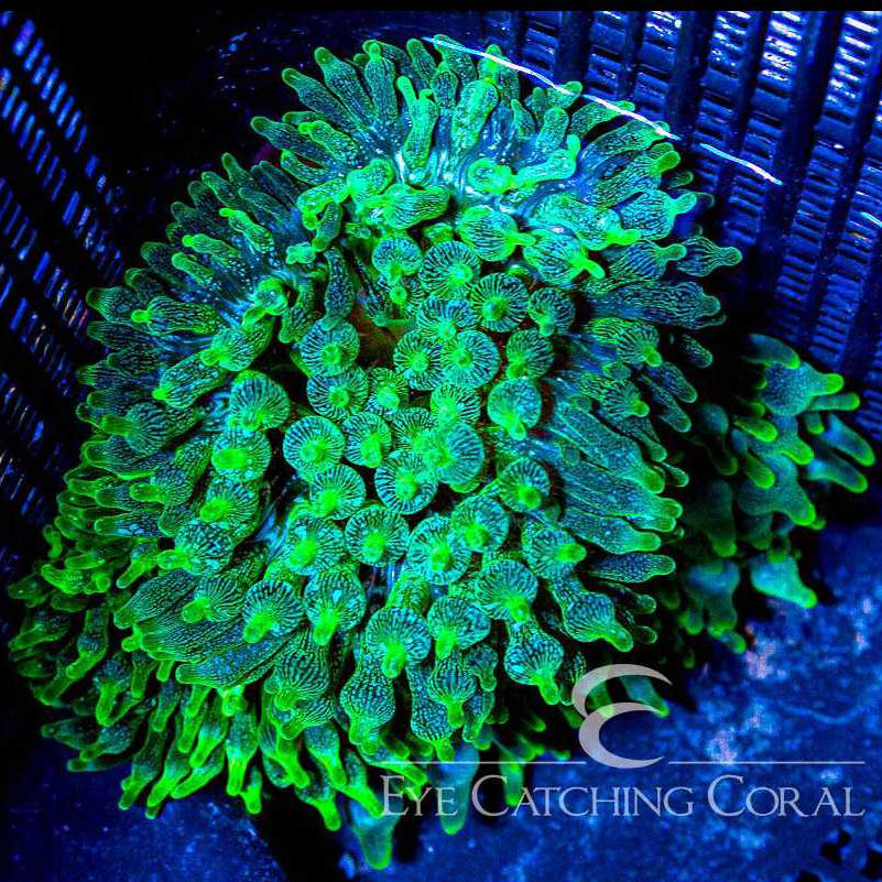ECC Green Bubble Tip Anemone