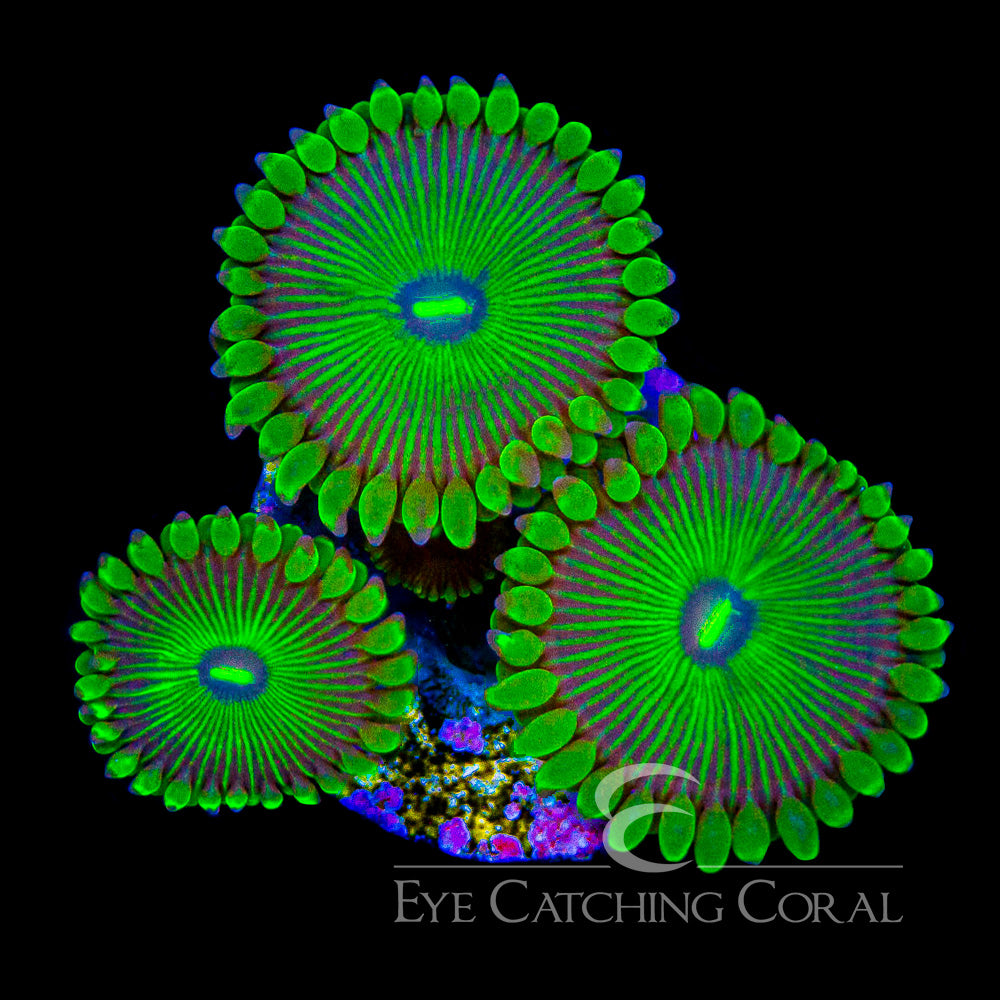 ECC Grouchy Green Zoanthid
