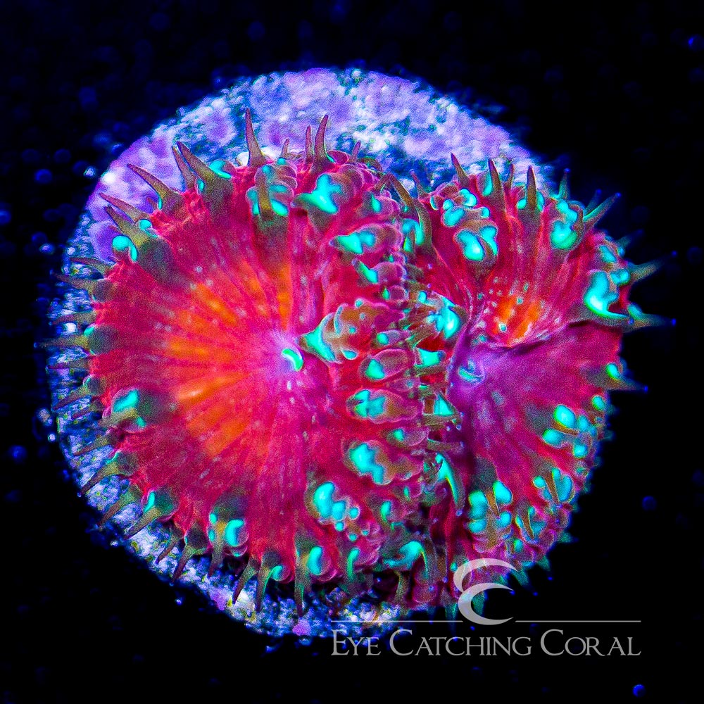 ECC Head Hunter Blastomussa