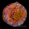 ECC Hellfire Montipora