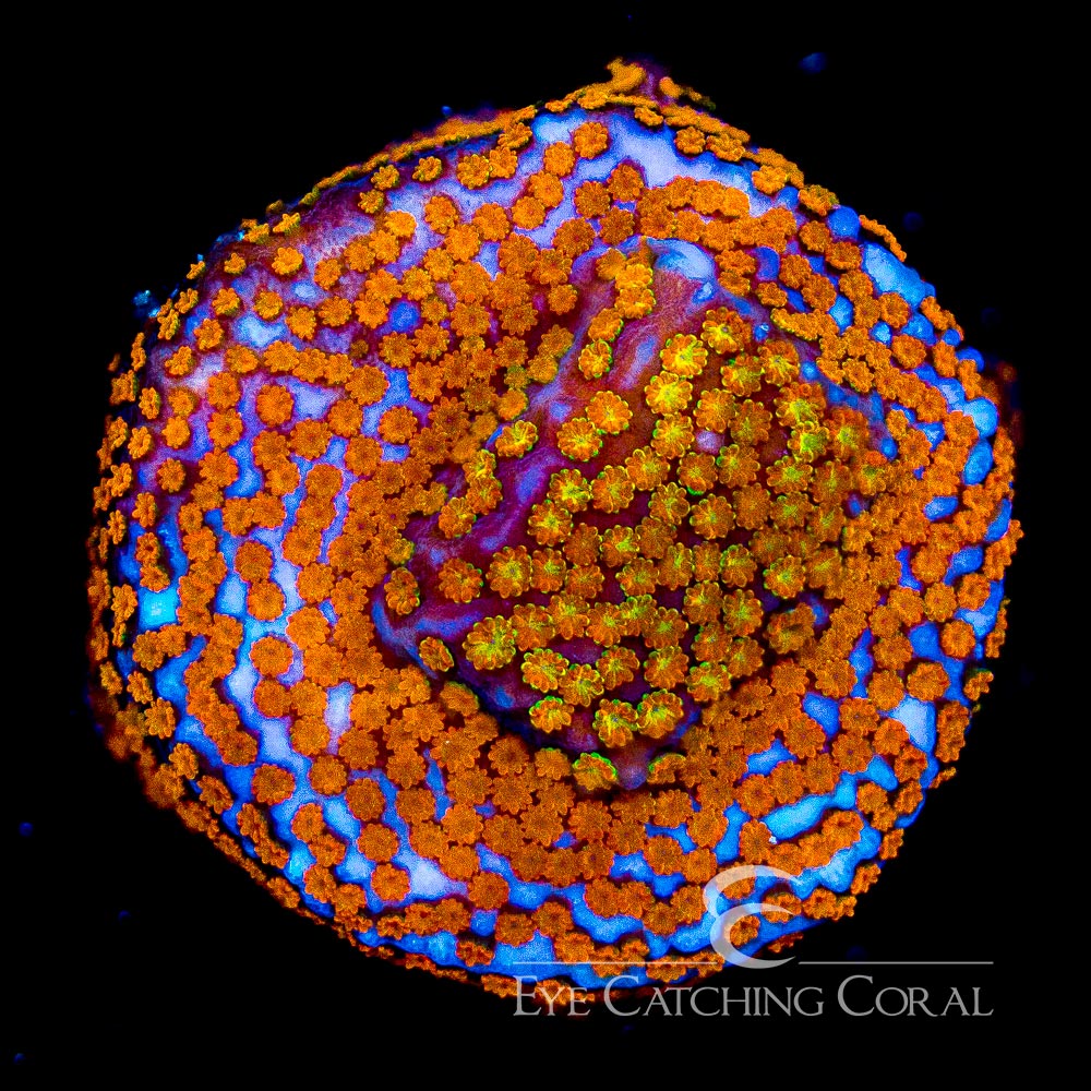 ECC Hellfire Montipora
