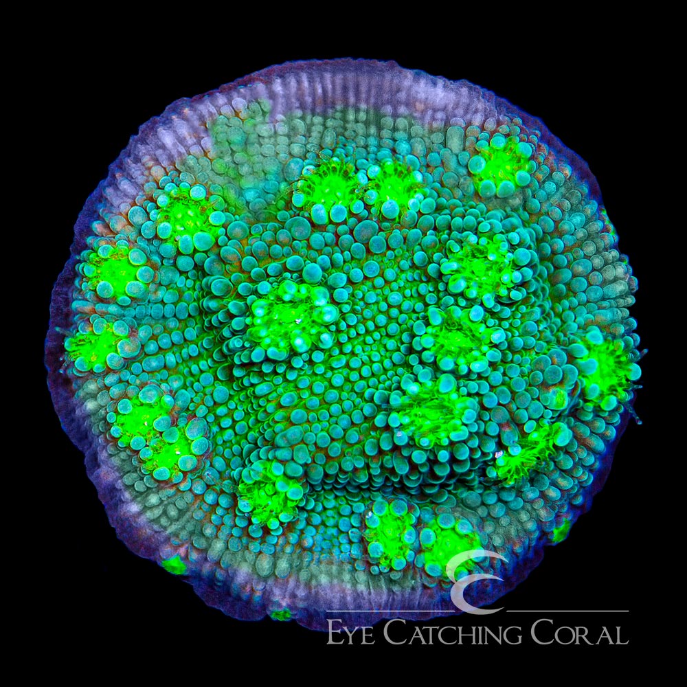 ECC Hollywood Stunner Chalice