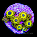 ECC Lakers Zoanthid