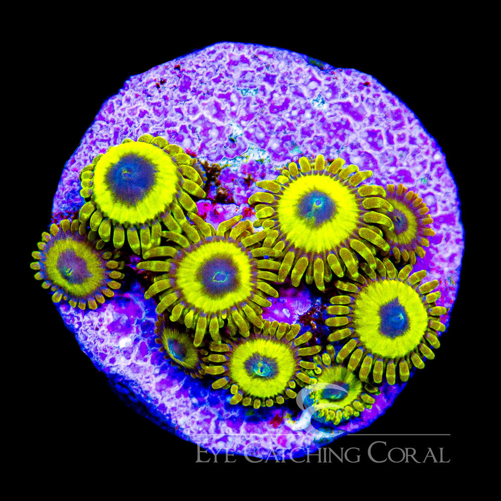 ECC Lakers Zoanthid