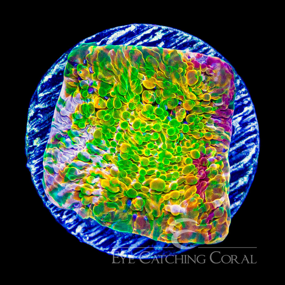 ECC Ludicrous Chalice