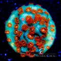 ECC Molten Meteor Cyphastrea