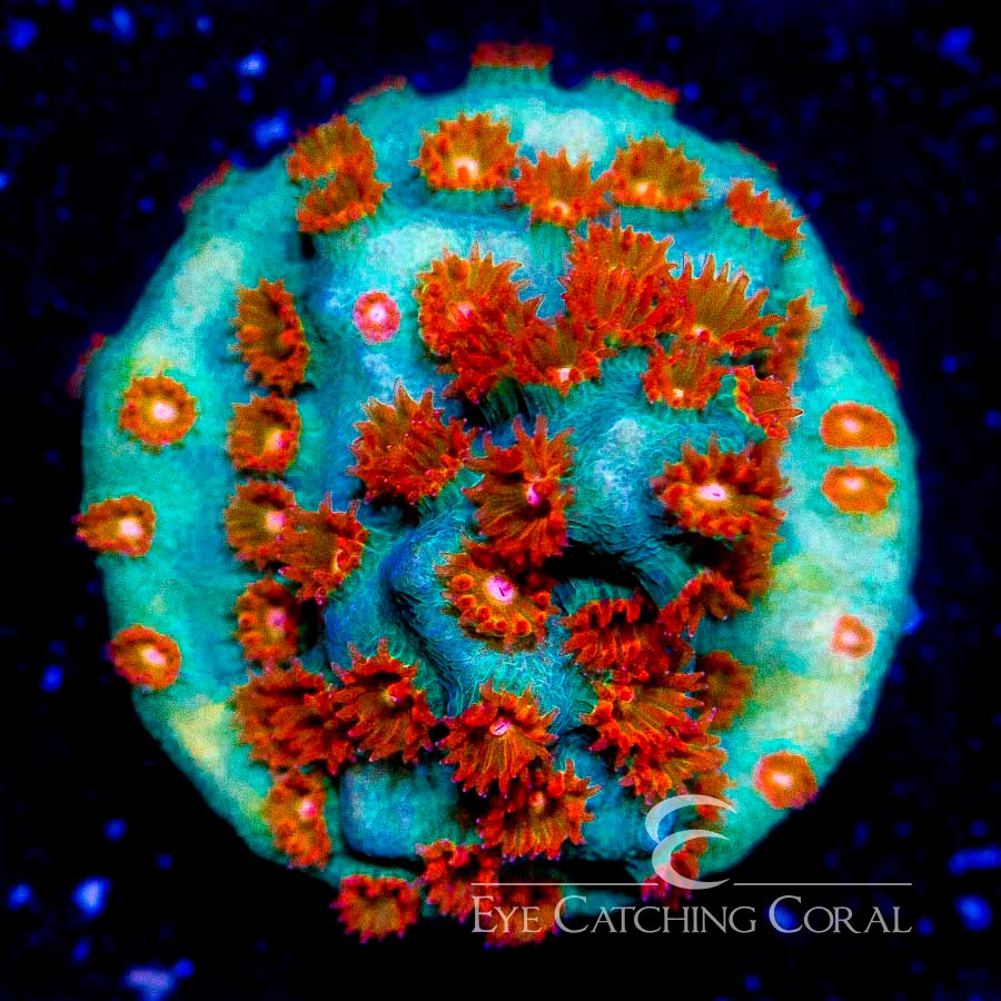 ECC Molten Meteor Cyphastrea