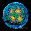ECC Multidimensional Favites