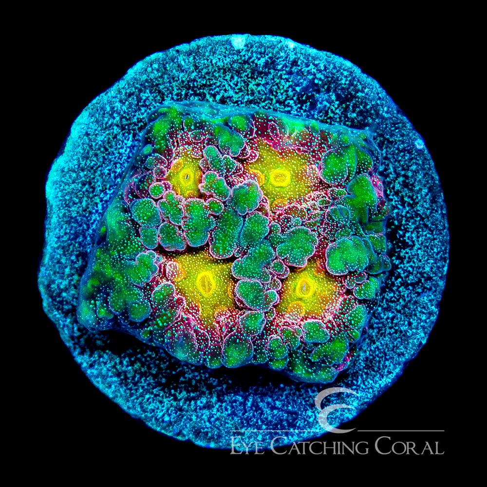 ECC Multidimensional Favites
